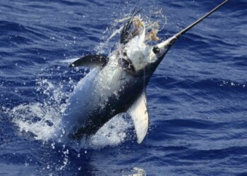 Swordfish success for Halco team